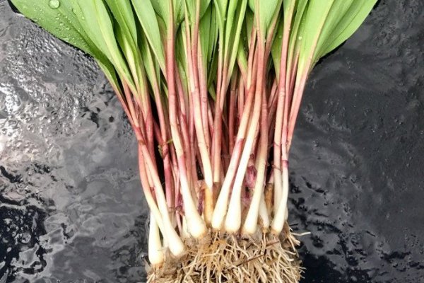 Кракен сайт